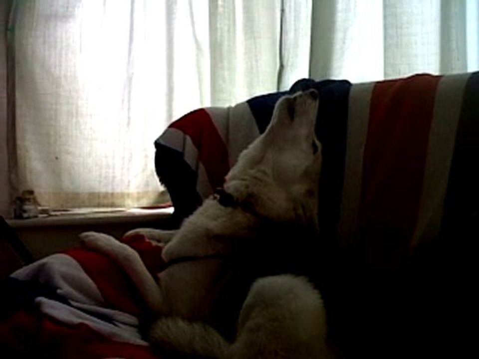 Morning howl