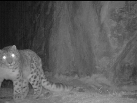 Amazing video of snow leopards living in Bhutan