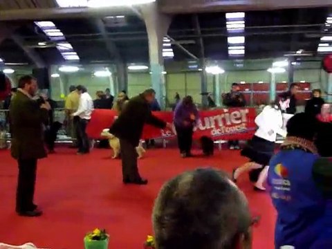 Guidelle de Bihan ki Breizh lors de l'attibution du meilleur du groupe 8 CAC CACIB Niort 12-2-12