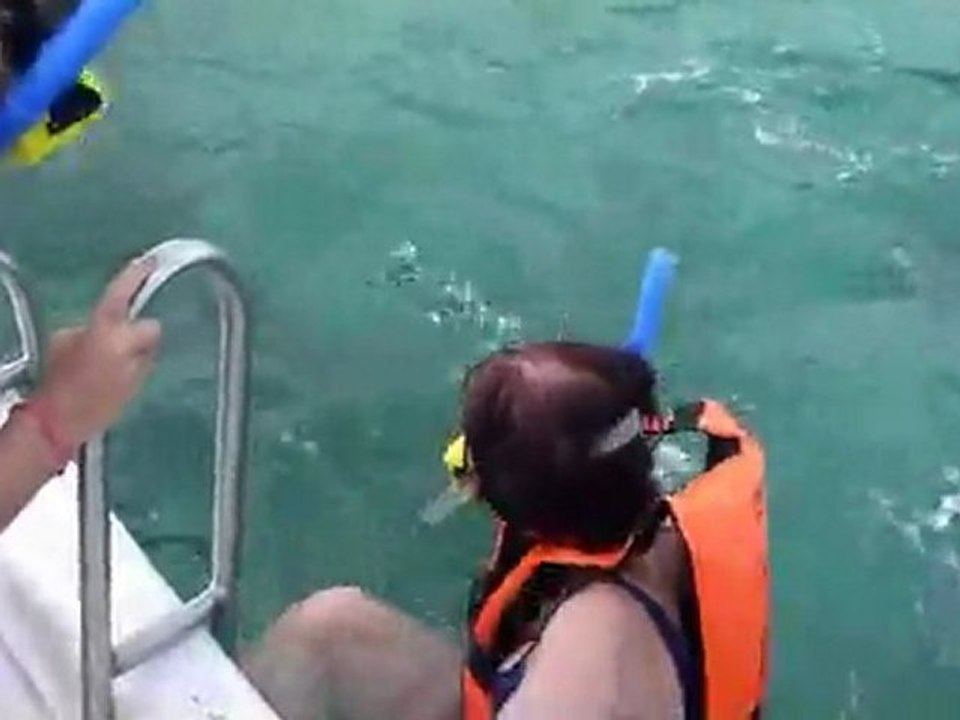 SNORKELING TORTUES ET DAUPHINS