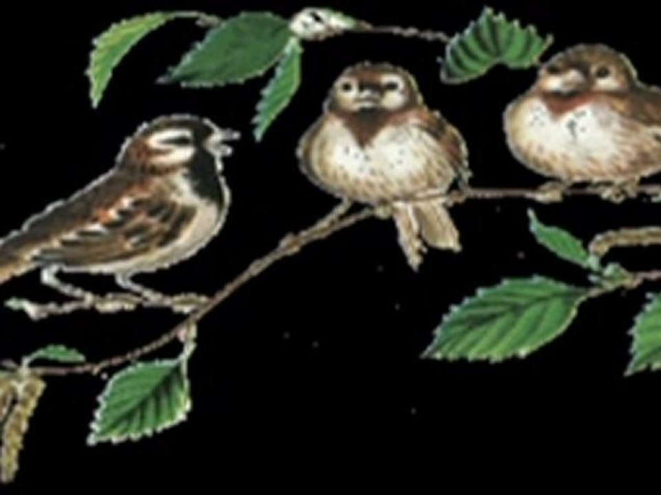 BÜLBÜL HAVALANMIŞ YÜKSEKTEN UÇAR__ TANER ÖZDEMİR