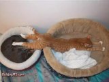 Cats Sleeping in Funny Positions!