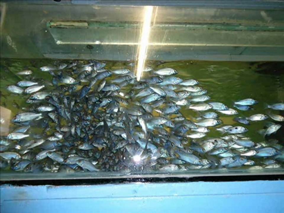 RÜYAM AKVARYUM SALİH BUDAK_0001