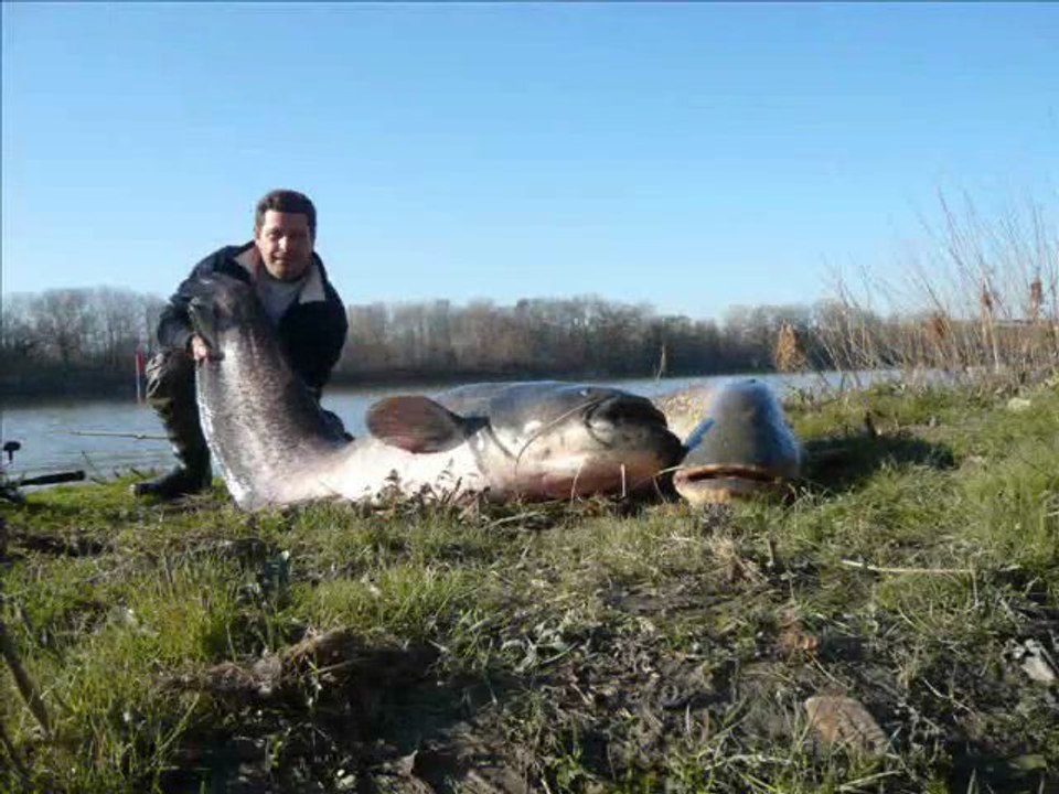 Silure Club Rhodanien : silure 2.37m