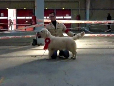Guidelle de Bihan Ki Breizh Meilleur Jeune CACS-CACIB Niort 12-2-12