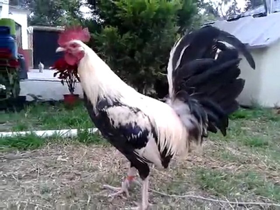 pollo-frost