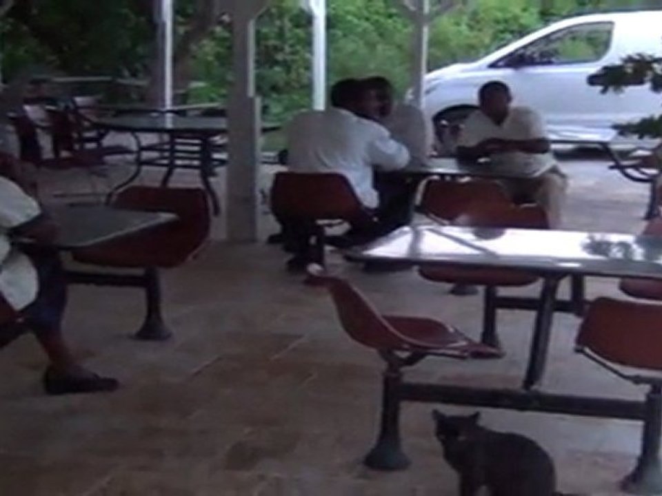 Cats