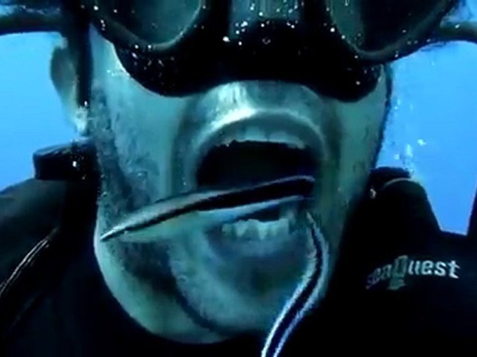 des-poissons-brosse-a-dents