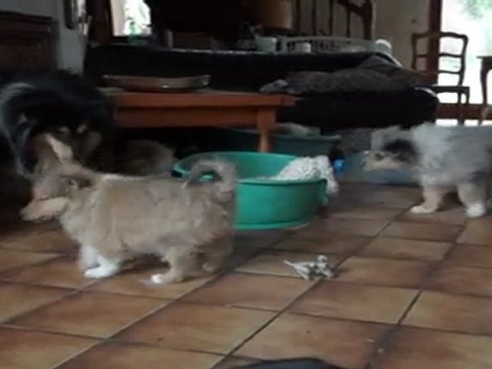 chiots colleys stuarts de boisbelle 6 semaines (for your eyes only des stuarts de boisbelle x encore un petit génie de la vallée des neufs chènes) récréation quand le temps ne permet pas trop les sorties