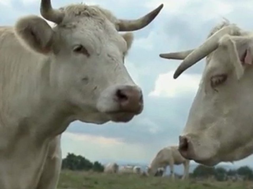 semaine 8 BONUS : DEVIL INSIDE BOVINES