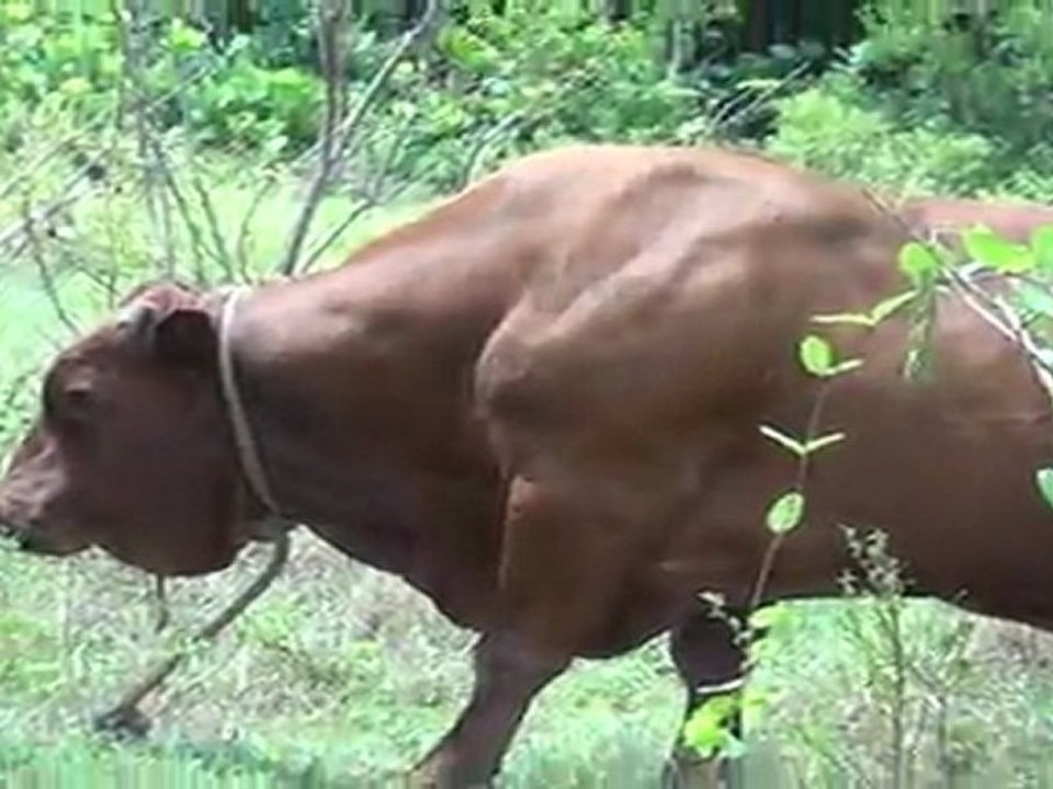 A big bull blocking the way.