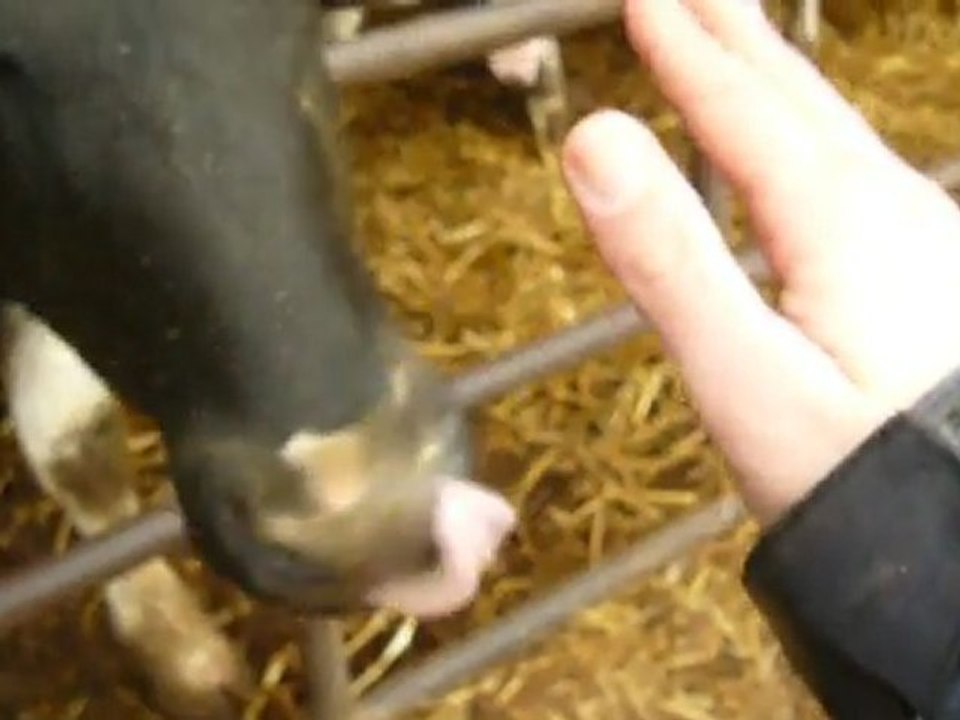 Des bisous de vaches