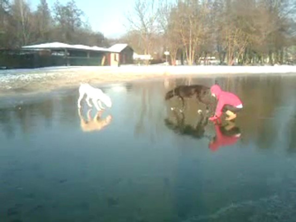 sur la glace pour les fortuna majeur