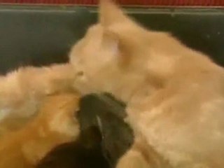 Tavsan besleyen Kedi