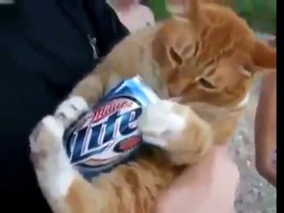 Kitty Has A Drinking Problem