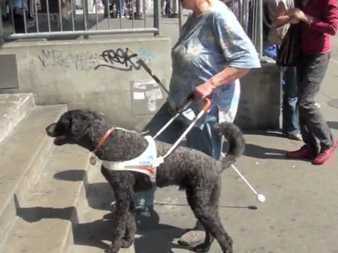 Barbet Santos, ein Blindenführhund