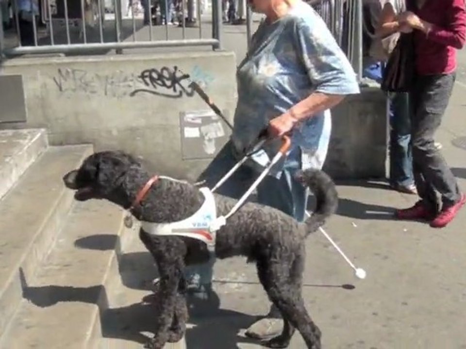 Barbet Santos, ein Blindenführhund
