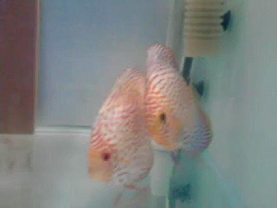 blue leopard- pigeon sınek cıftım