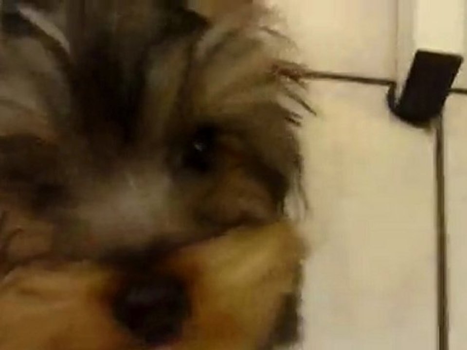 Jour de jeux pour yorkies