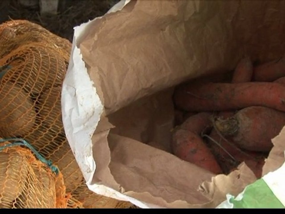 Des légumes du Territoire dans les cantines