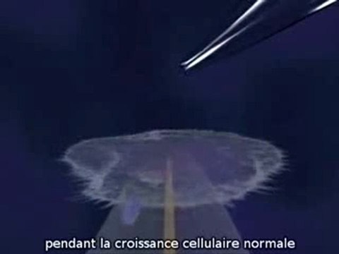 Effets du Mercure sur le Cerveau