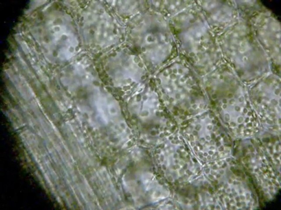 celllules vivantes2