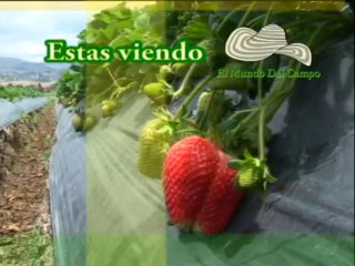 16 FEBRERO 2012 hda la estrella_1