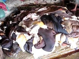 "Đột kích" xưởng sơ chế da trâu bò thối kinh hoàng