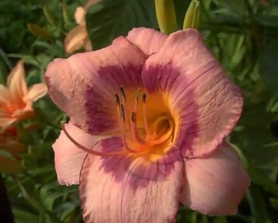 180 PURPLE STORM
