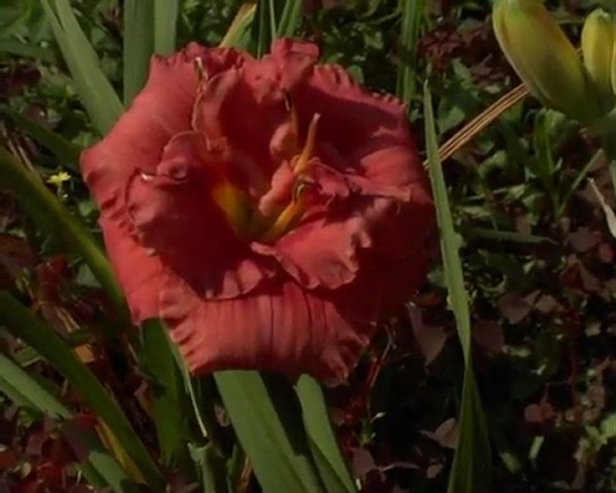 189 ROSE CORSAGE