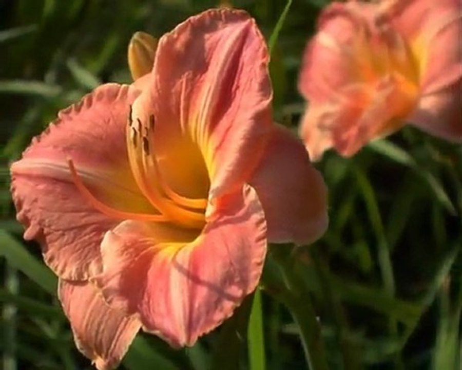 190 ROSE TALISMAN