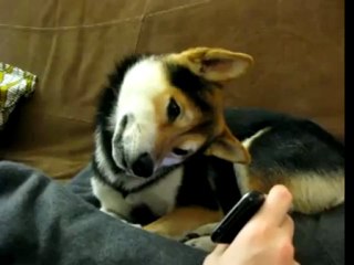 Cute Video of Dog Confused by iPhone