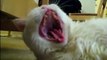 Cats Scream Yawns