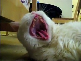 Cats Scream Yawns