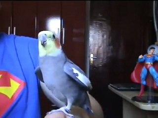 Bird Sings Super Mario Bros. Theme