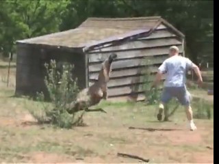 When Emus Attack