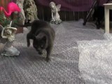 Cats VS Bubble Wrap