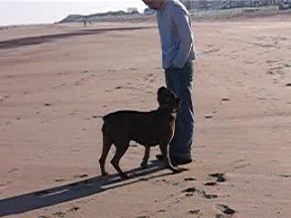 Des gratouilles dans le sable...