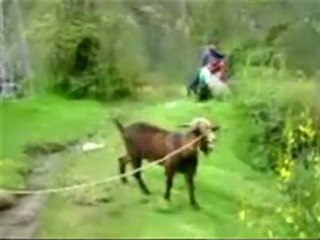 Oprah And The Yelling Goat