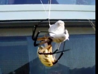Garden Spider vs. Giant Wasp
