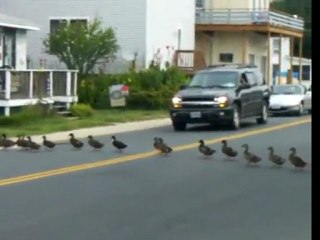 Ducks Crossing The Street