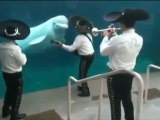 Whale Enjoys Mariachi Band