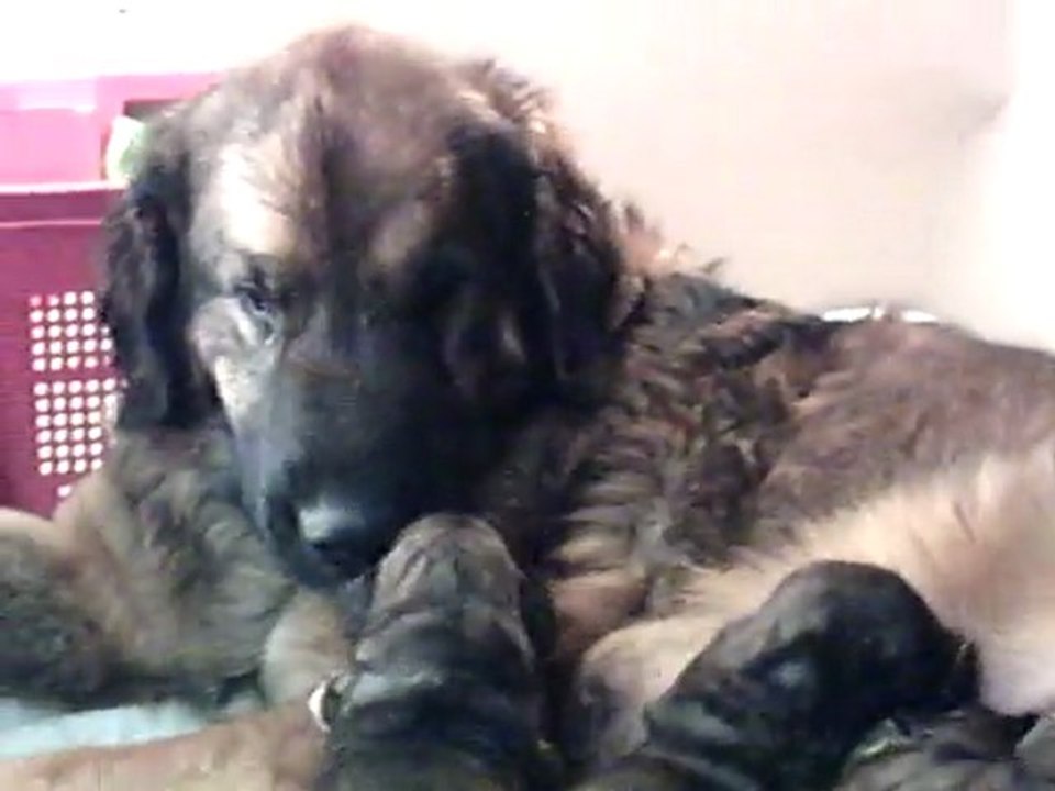 marternité léonberg