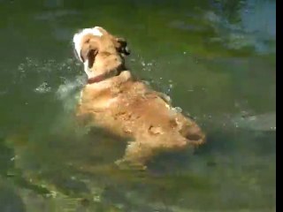 Funny Dog Swims