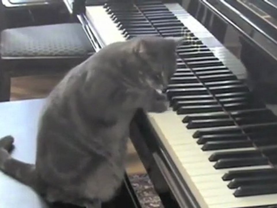 Katze-Klavier-kurz