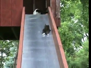 Kittens on a slide