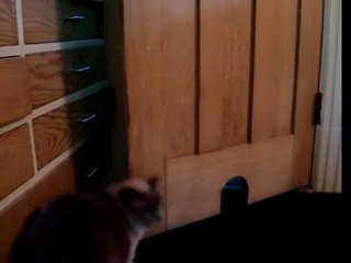 How Fat Cat Gets Through Door