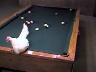 Chicken Playing Pool