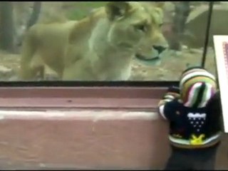 Zoo Lion Really Wants to Eat Baby