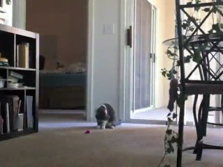 High Strung Cat Hates Guitar Soundtrack